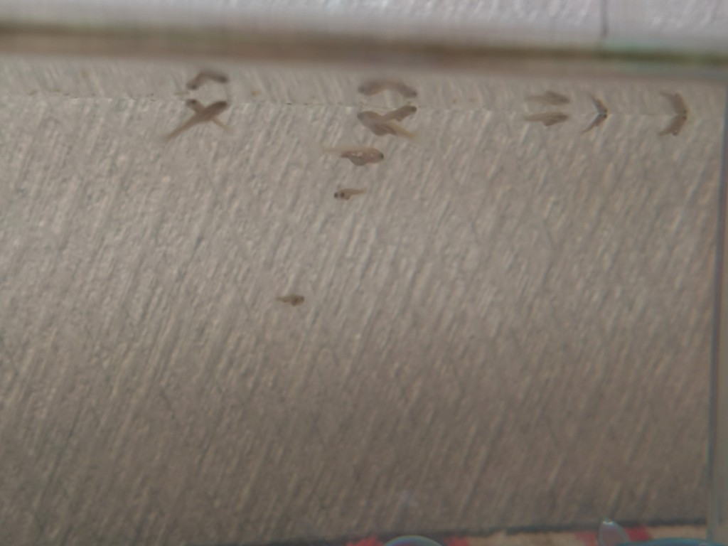 DSC_3641_copy_3000x2250