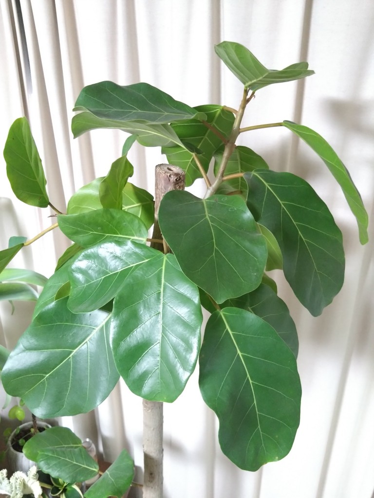 DSC_3807_copy_2250x3000