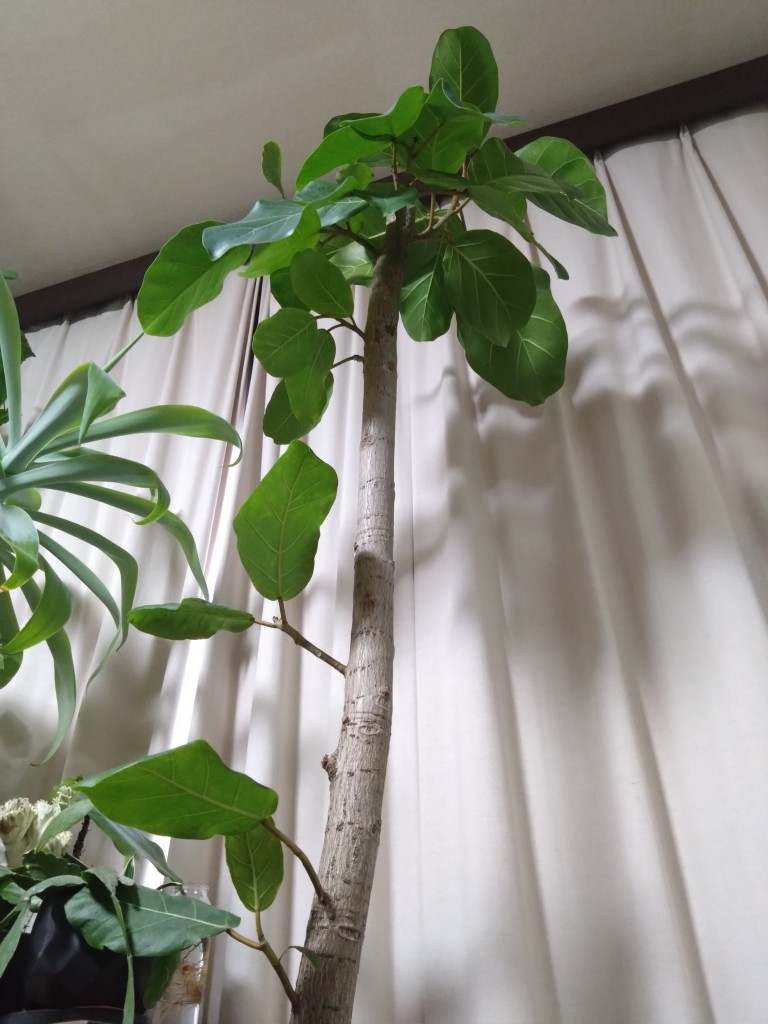 DSC_3808_copy_2250x3000