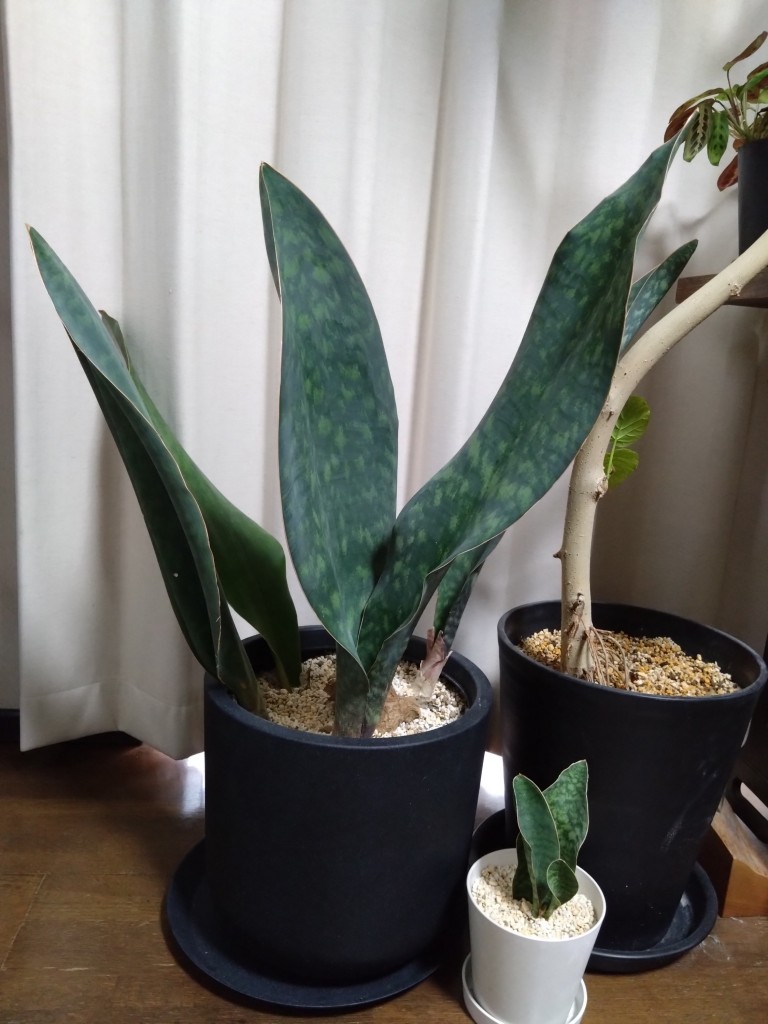 DSC_3815_copy_2250x3000