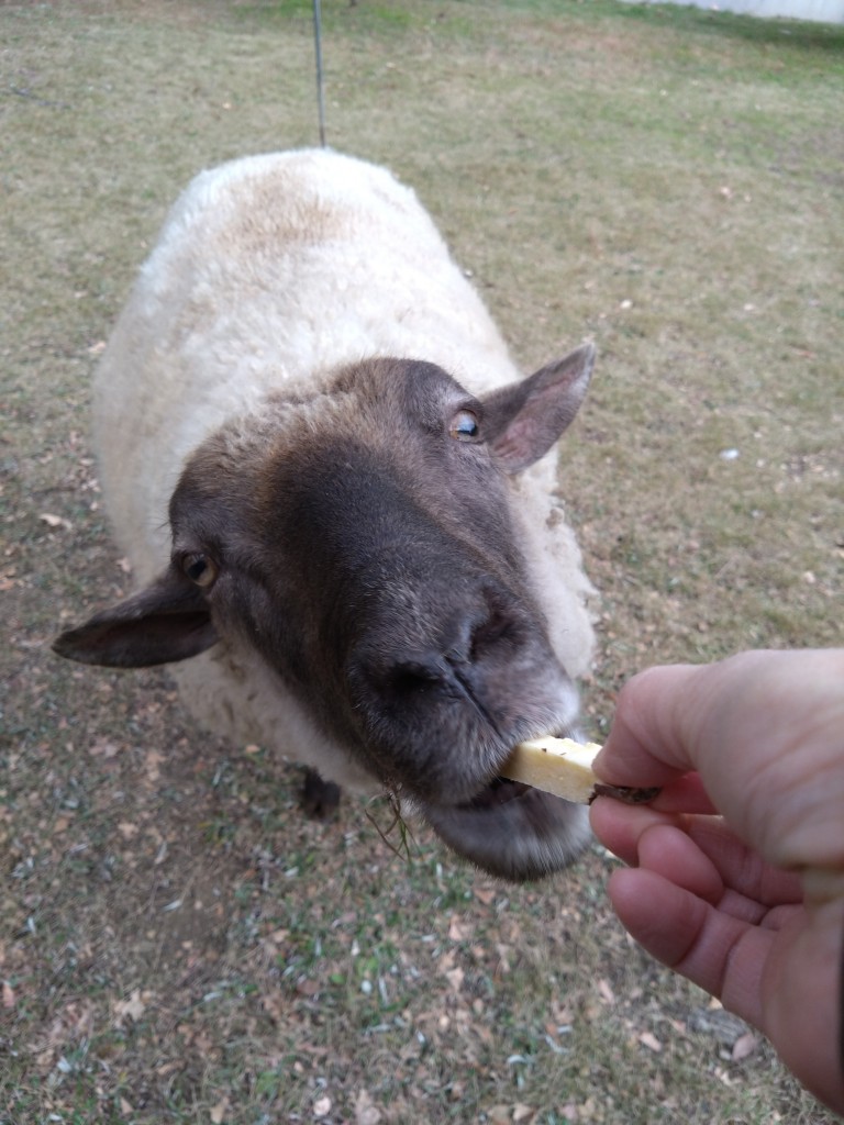 DSC_0001_BURST20251213102337286_copy_2250x3000