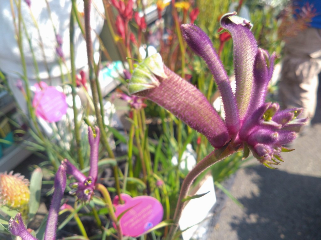 DSC_3951_copy_3000x2250