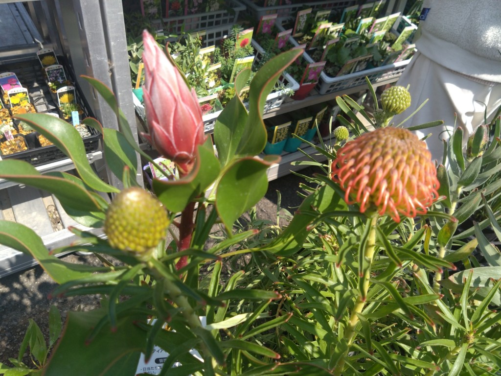 DSC_3952_copy_3000x2250