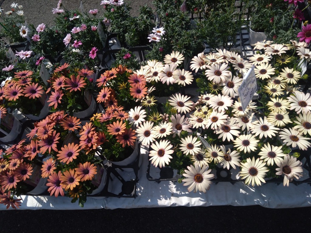 DSC_3960_copy_3000x2250