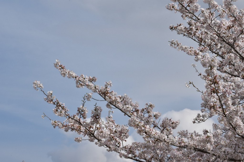 DSC_0304_copy_1215x810