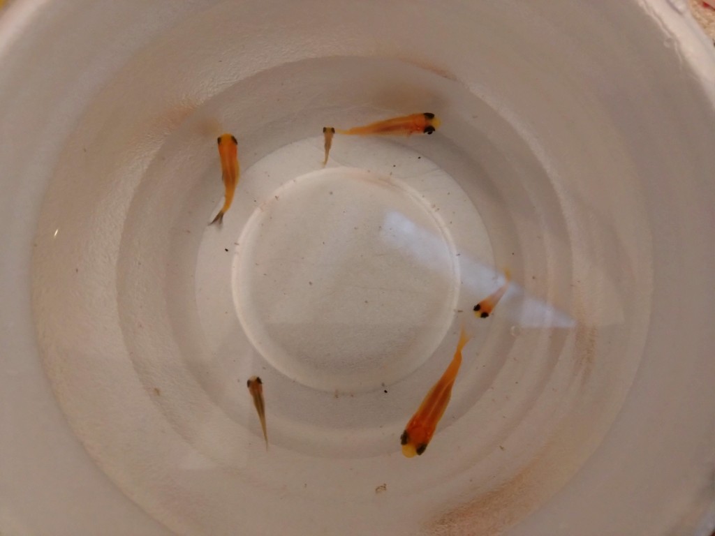 DSC_3778_copy_3000x2250