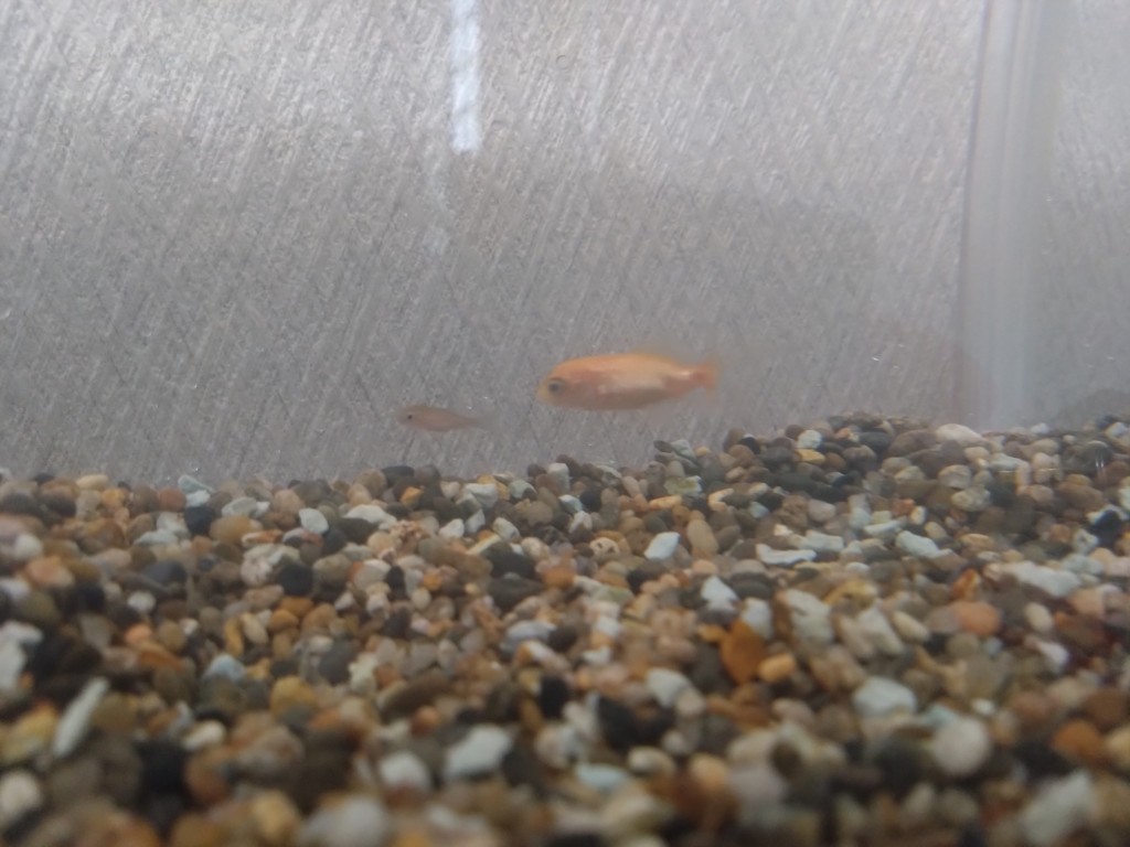 DSC_3990_copy_3000x2250